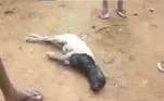 Uma jiboia do tipo demora cerca de cinco dias para digerir uma presa desse tamanhoCONTINUE POR AQUI: Caso chocante: gangue de macacos ataca e mata idosa de 70 anos que usava o banheiro