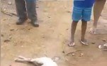 Como a digestão foi interrompida, a presa foi resgatada praticamente intacta (embora morta, claro)