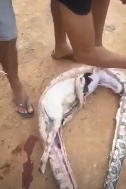 Rainha do drama! Cobra exagerada se finge de morta após homem dar uma leve  encostada nela - Hora 7 - R7 Hora 7