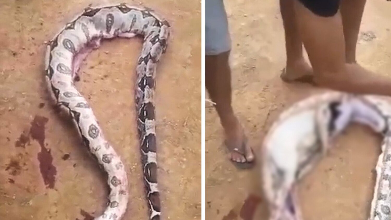 Rainha do drama! Cobra exagerada se finge de morta após homem dar uma leve  encostada nela - Hora 7 - R7 Hora 7