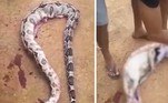 Moradores de uma pequena cidade do Nordeste do Brasil fizeram uma descoberta assustadora ao investigarem (leia-se: abrir com uma faca) o corpo de uma jiboia de 6 m
