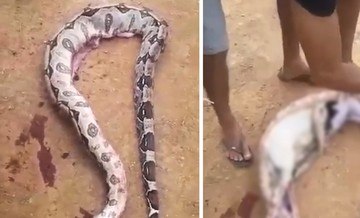 Moradores cortam corpo de cobra gigantesca e fazem descoberta assustadora (Reprodução/Vídeo/CEN (via Daily Star))