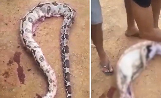 Moradores cortam corpo de cobra gigantesca e fazem descoberta assustadora (Reprodução/Vídeo/CEN (via Daily Star))