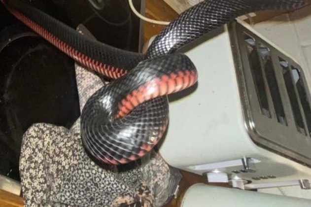 cobra azul escuro e amarela rajada é venenosa