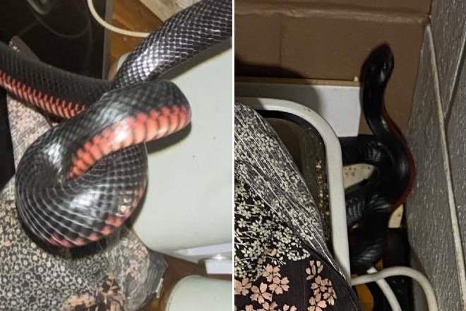 Serpente venenosa é encontrada dentro de bombinha para asma - Hora 7 - R7  Hora 7