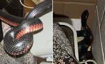 Uma moradora de Brisbane, na Austrália, ficou horrorizada ao descobrir uma cobra-preta-de-barriga-vermelha atrás de uma torradeira