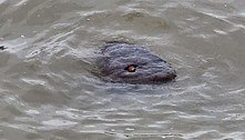 Cobra gigante ou monstro misterioso? Foto mostra possível animal de olho vermelho em rio