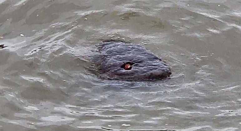 O que é isso boiando em um rio de Londres?