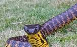 O réptil é uma cobra-tigre (Notechis scutatus), uma das mais mortais do mundo, com um veneno que pode matar um humano em 6 horas