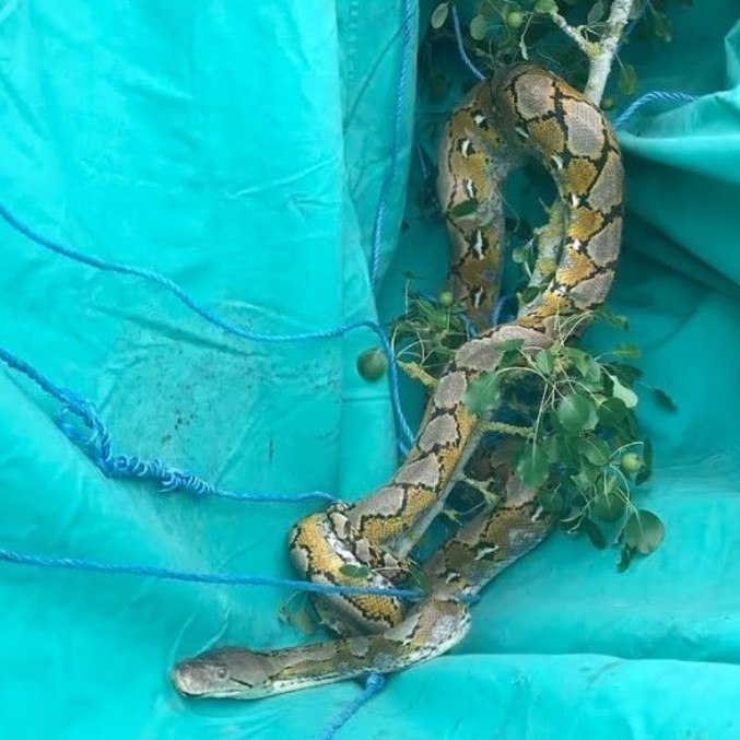 A primeira delas foi encontrada bem no topo de uma árvore