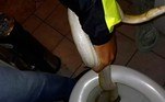 Ainda não se sabe de onde a cobra a veio, mas o achado ocorreu quatro dias após um morador de 65 anos da cidade de Graz, no sul do país, ser picado na área genital por uma píton de 1,60m. A cobra era o animal de estimação de um vizinho, que ainda não se sabe como ele conseguiu chegar lá pelo encanamentoVALE SEU CLIQUE: Estudante flagra óvni com 4 luzes em praia: 'Sumiu em 10 segundos'