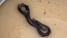 Sapos, ratos e besouros pegam carona em cobra mortal durante enchente
