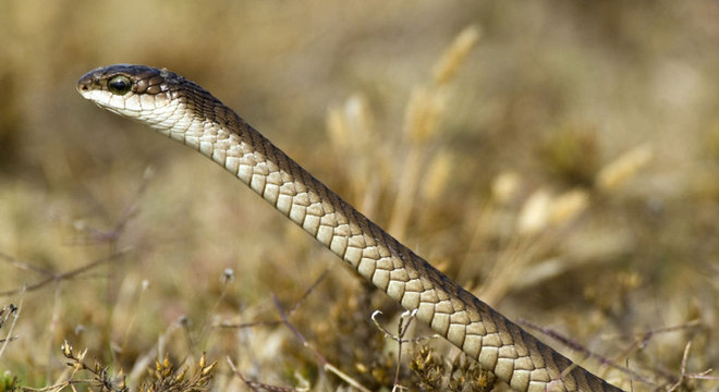 A cobra que matou o famoso herpetologista era uma boomslang 