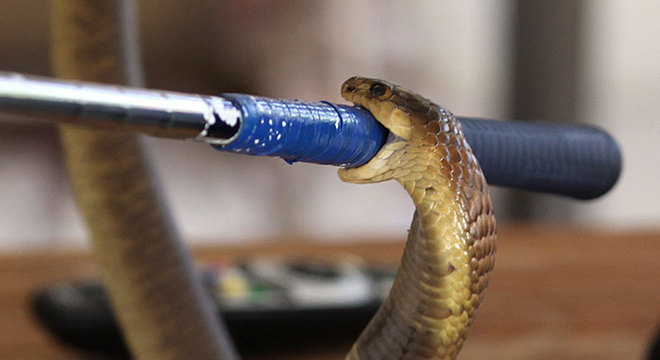 O veneno da boomslang gera uma série de pequenos coágulos e leva a vítima à morte por sangramento 