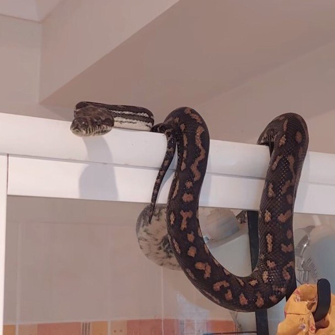 Ela só queria um pouco de calor