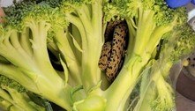 Cliente encontra cobra viva enrolada em brócolis comprado em mercado: 'Experiência assustadora'