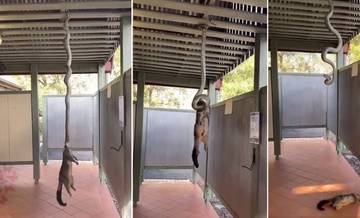 Cobra pendurada de ponta-cabeça no teto é flagrada ao caçar esquilo; assista ao vídeo (Reprodução/Twitter)