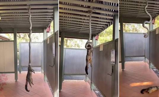 Cobra pendurada de ponta-cabeça no teto é flagrada ao caçar esquilo; assista ao vídeo (Reprodução/Twitter)