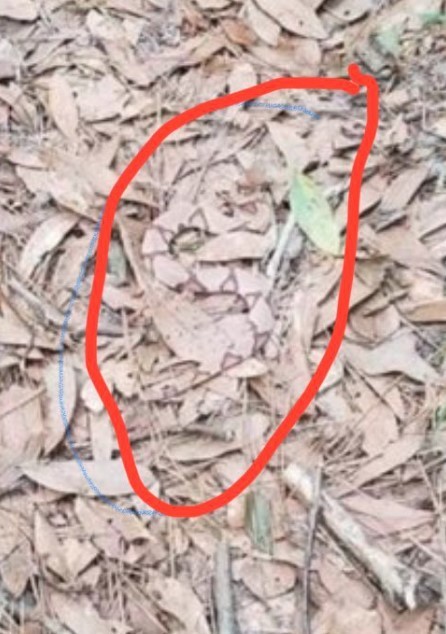 Você consegue encontrar a cobra em meio às tartarugas nesta imagem?
