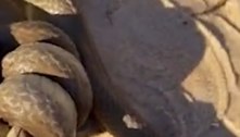 Venenosa! Cobra canibal devora outra da mesma espécie em vídeo bizarro