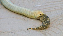 Em flagrante assustador, cobra engole serpente viva e turista vai à loucura: 'Inesquecível' 