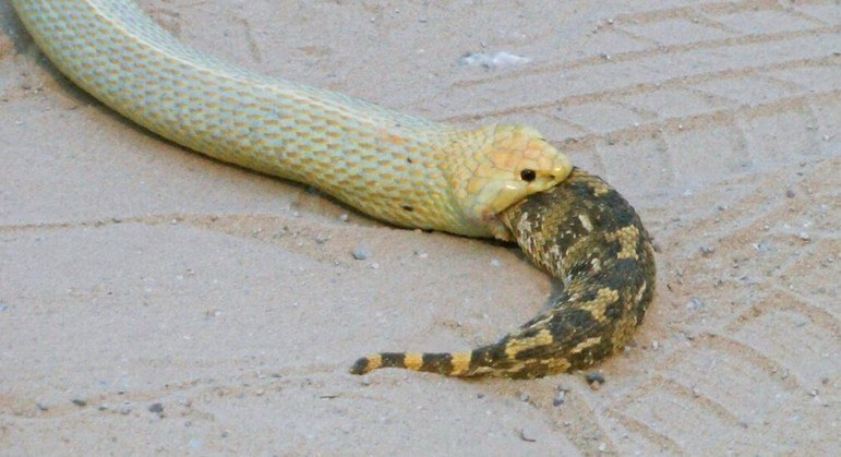 Cobra devoradora é conhecida justamente pelo canibalismo