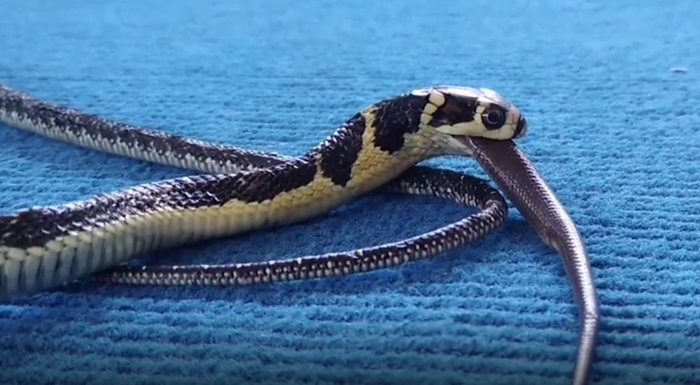 Cobra canibal? Flagra bizarro mostra serpente venenosa devorando