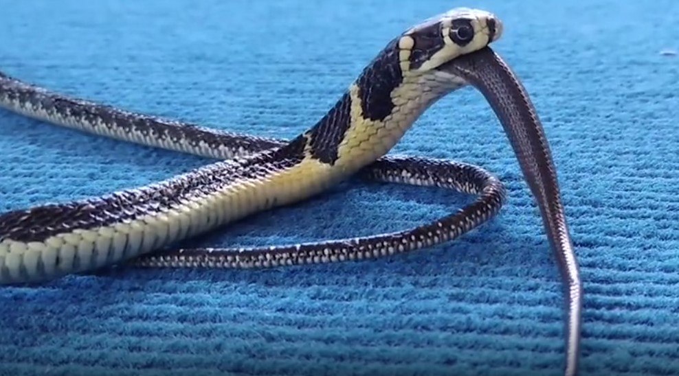 Cobra canibal? Flagra bizarro mostra serpente venenosa devorando