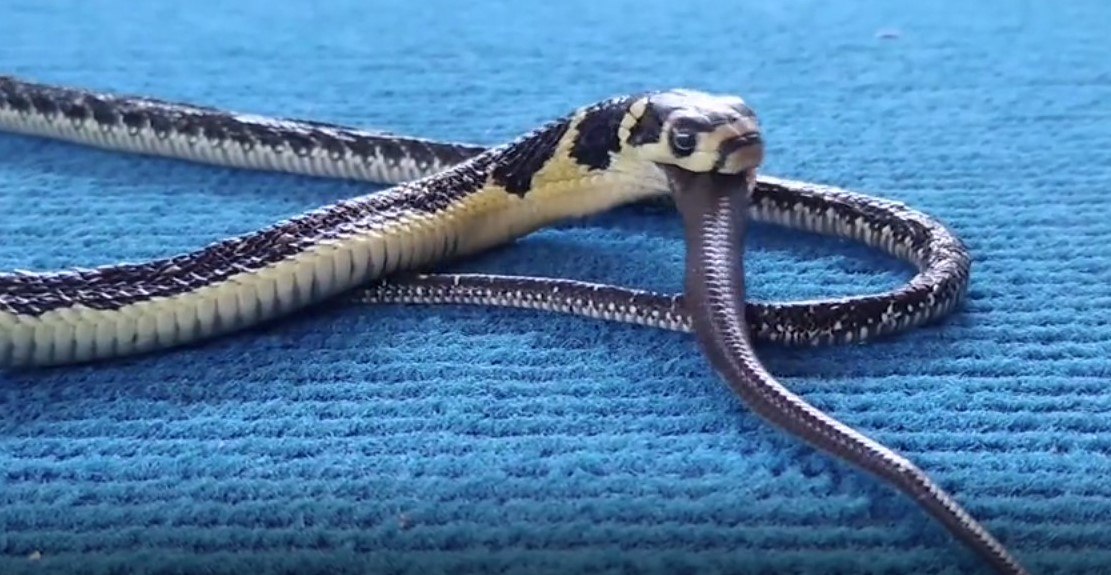 Cobra canibal? Flagra bizarro mostra serpente venenosa devorando