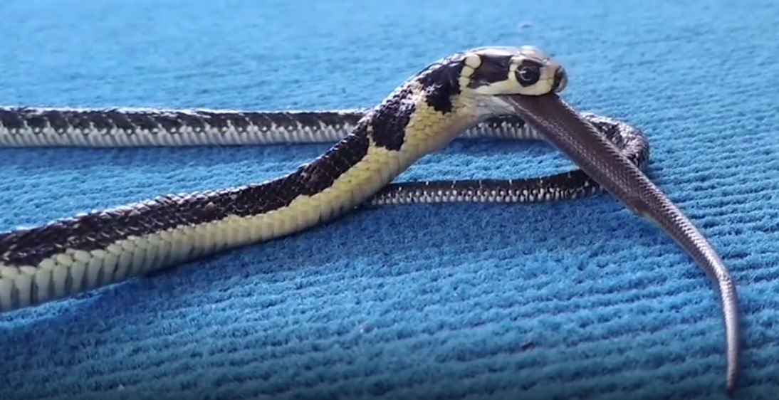 Cobra canibal? Flagra bizarro mostra serpente venenosa devorando