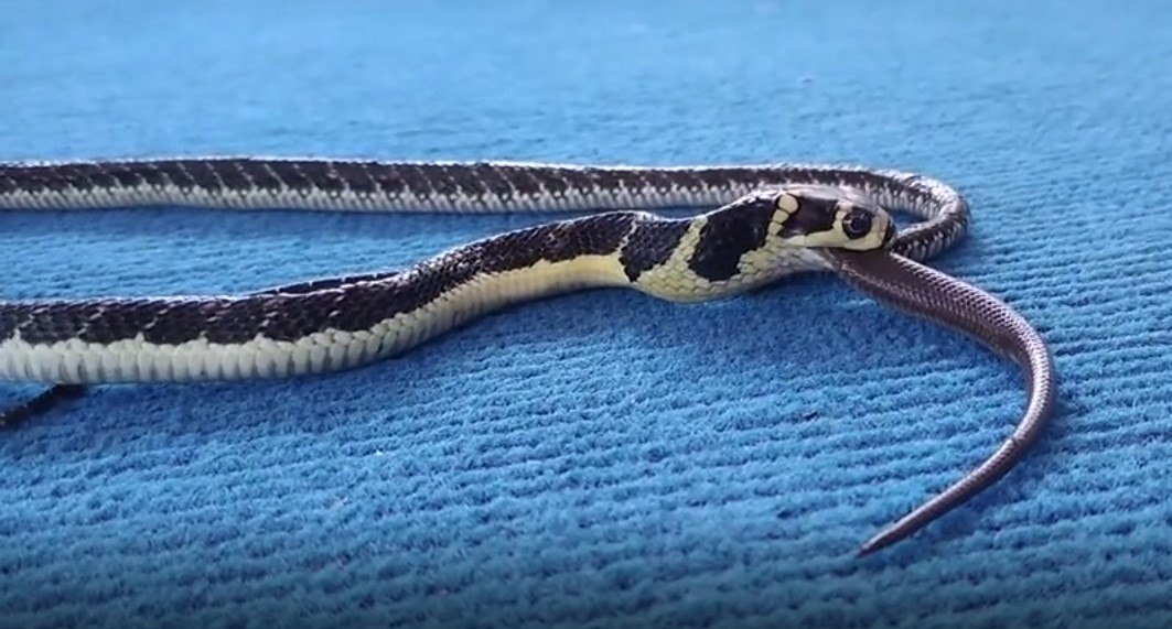 Cobra canibal? Flagra bizarro mostra serpente venenosa devorando