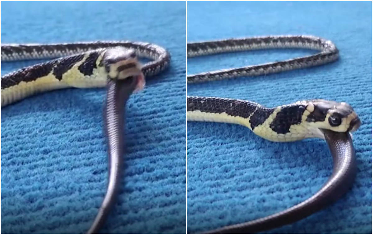 Cobra canibal? Flagra bizarro mostra serpente venenosa devorando