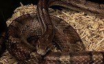 O animal foi identificado como uma cobra-do-milho, uma espécie considerada dócil e frequentemente mantida como animal de estimação. Após o resgate, o animal foi encaminhado para um quarto do abrigo e deve ser liberado em breveCONTINUE POR AQUI: Homem pega brinquedo em praia sem saber que era abrigo para polvo capaz de matar 26 humanos