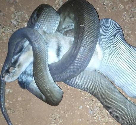Qual o maior animal que uma cobra pode comer? Veja flagras