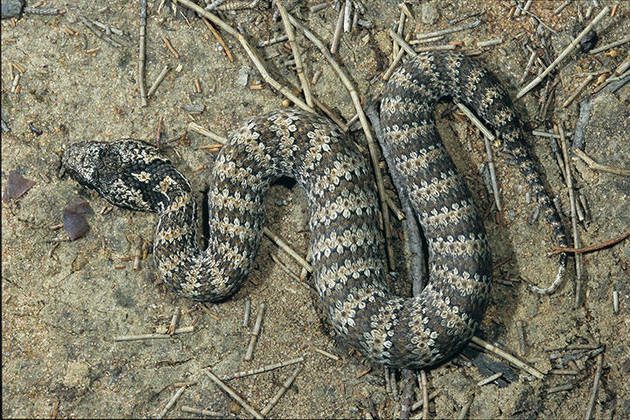 Cobra da Morte - Originária da Austrália. Também é encontrada na Nova Guiné.  Diferentemente da maioria das cobras, que reagem quando provocadas, esta serpente ataca por nada, sem ter sido ameaçada. E tem um dos botes mais rápidos.   