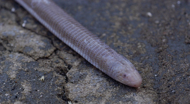 Cobra de duas cabeças – Espécie, hábitos e curiosidades sobre o animal