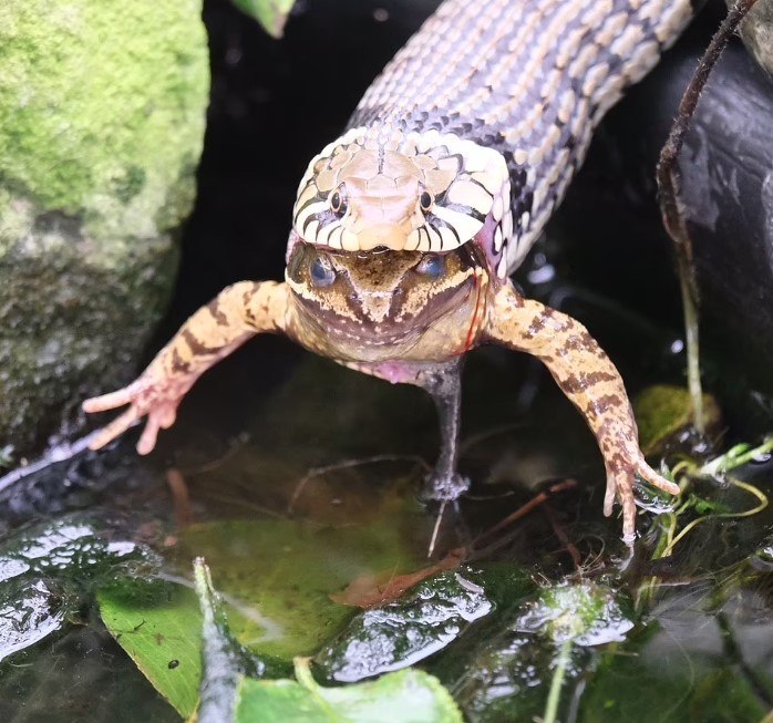 Qual o maior animal que uma cobra pode comer? Veja flagras