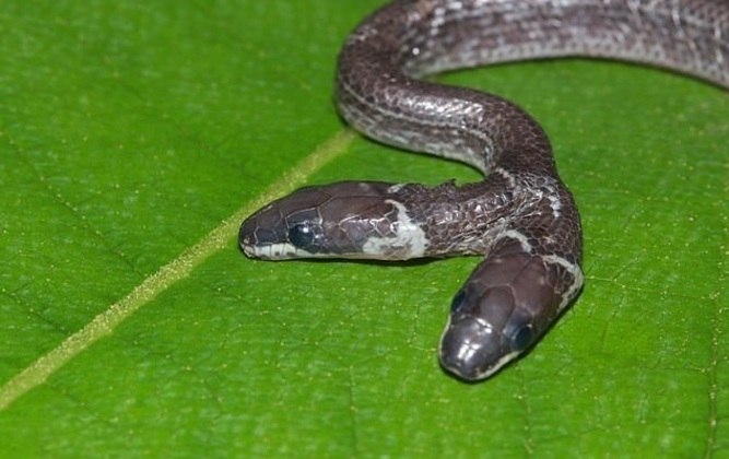 Cobra raríssima é encontrada em expedição no Cerrado