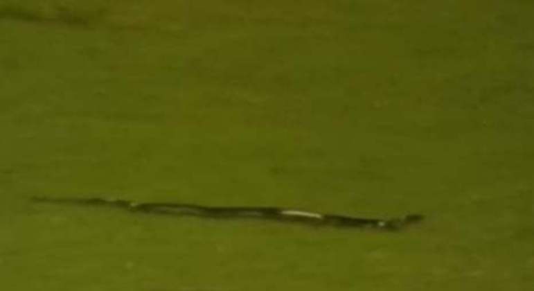 Cobra em jogo de críquete