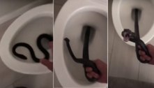 Mulher volta de viagem e encontra cobra chicote dentro de seu vaso sanitário