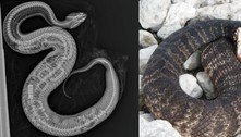 Raio-X chocante mostra serpente de espécie invasora engolida inteira por cobra faminta