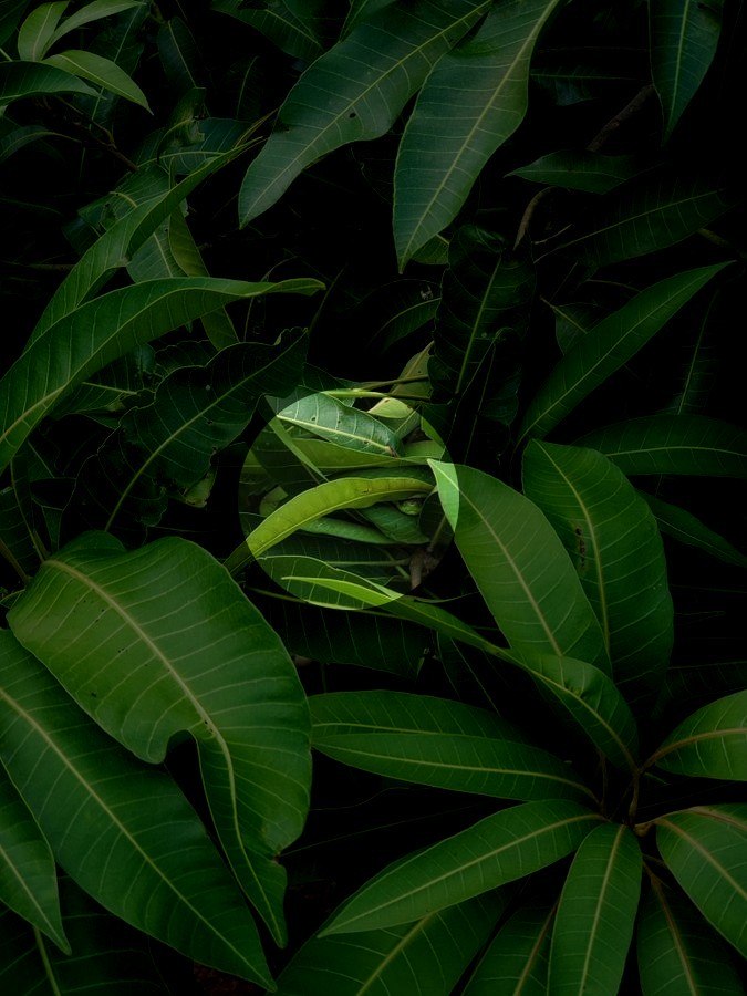 Cobra-cipó: encontrada de norte a sul do Brasil