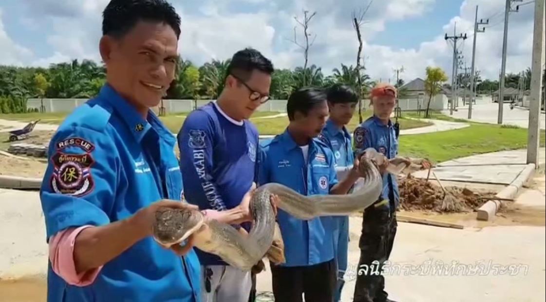 Crocodilo gigantesco causa entupimento de esgoto #criador