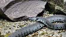 Estudo mostra que cobras fêmeas têm clitóris, essencial para sua reprodução