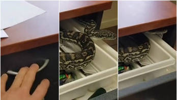 Ganhou folga: mulher acha cobra em gaveta da mesa do trabalho (Montagem/R7)