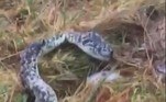 A segunda cobra foi capturada menos de 1 km do canteiro de obras onde uma píton foi recuperada recentemente