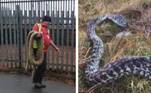Aconteceu de novo: um dia após capturar uma píton gigante de mais de 4 m em um canteiro de obras, a polícia britânica encontrou uma segunda cobra enorme na mesma cidade, deixando moradores em pânico