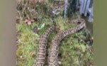 Agora, a polícia investigará se o animal foi solto por alguém na área e se realmente existem outros 