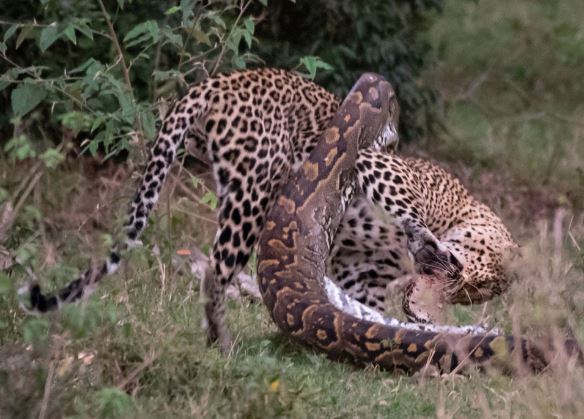 Até onça é cancelada na internet após matar capivara no Pantanal