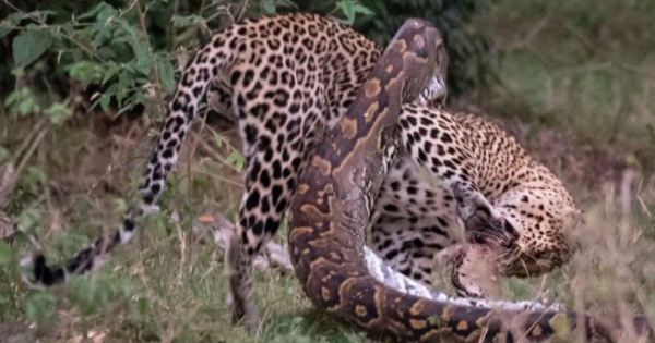 Cobra Gigantesca Tenta Devorar Leopardo Mas Se Da Mal Fotos R7 Hora 7